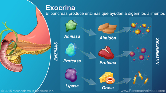 Insuficiencia pancreática exocrina (IPE) - Slide Show - 5