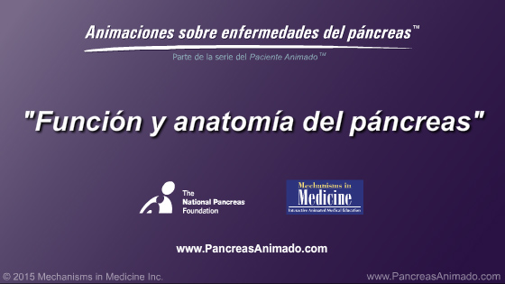 Función y anatomía del páncreas - Slide Show - 2