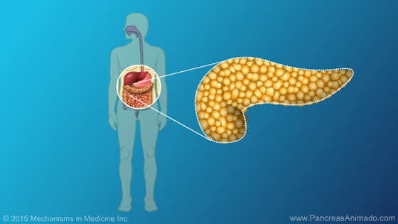 Función y anatomía del páncreas - Slide Show - 3