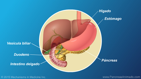 Función y anatomía del páncreas - Slide Show - 4
