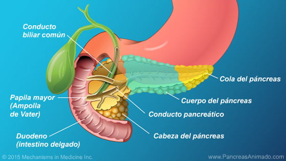 Función y anatomía del páncreas - Slide Show - 5