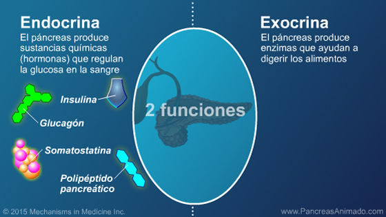 Función y anatomía del páncreas - Slide Show - 6