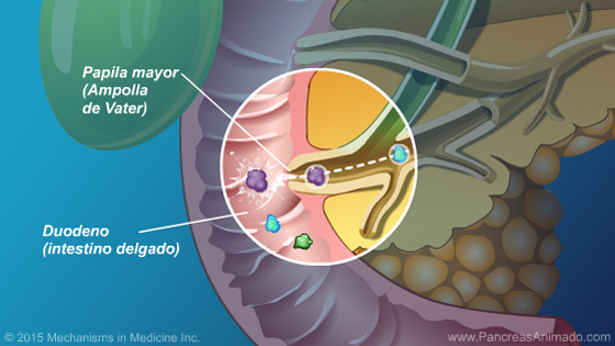 Función y anatomía del páncreas - Slide Show - 9