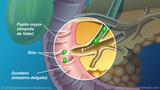Función y anatomía del páncreas - Slide Show - 10