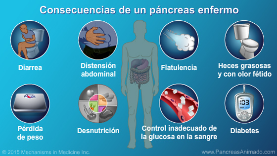 Función y anatomía del páncreas - Slide Show - 12