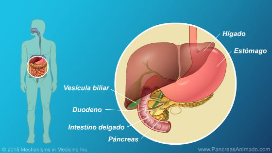 Insuficiencia pancreática exocrina (IPE) - Slide Show - 3