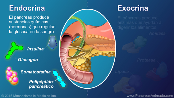 Insuficiencia pancreática exocrina (IPE) - Slide Show - 4