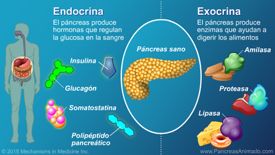 Manejo y tratamiento de la pancreatitis crónica - Slide Show - 3