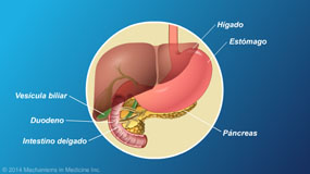 Función y anatomía del páncreas - Animación
